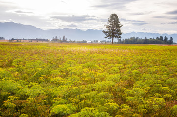 early morning mustard field in a farming area of the Flathead Valley, Montana