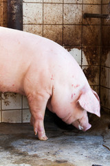 Close up of pig in farm house