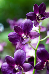Orchids blooming in garden,close up