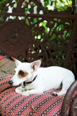 Jack russell waiting on Garden bench