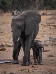 Fototapeta premium Mature and baby elephant in south africa