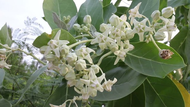 calotropis or crown flowers