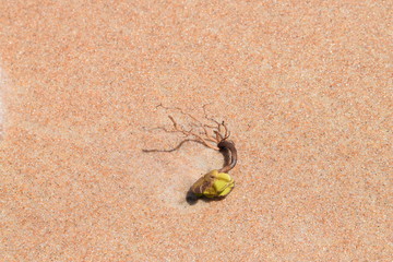 sea life on beach