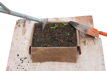 Planting baby sprout on paper box with panting equipment, shovel, watering pot