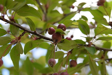 crab tree berry