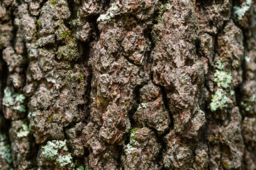 Bark II