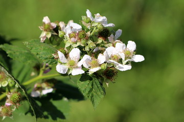 Red raspberry or Rubus idaeus or Raspberry or European raspberry perennial plant single branch full...