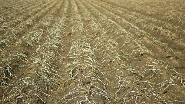drought dry field land with potato leaves Solanum tuberosum potatoes, drying up the soil cracked, climate change, environmental disaster and earth cracks, degradation agricultural problem harvest