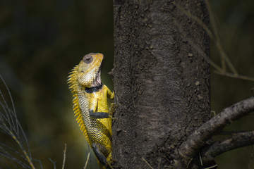 beautiful chameleon climbing on a tree in India