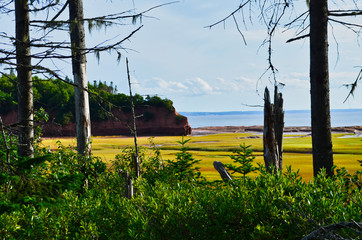 Fototapeta na wymiar Landscape View of Evergreen Bushes in Front of Yellow Seaweed Tidal Flats and Red Cliffs on the Bay of Fundy Nova Scotia Canada