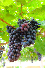 Brunch of grapes in vineyard