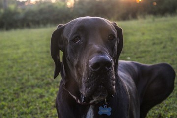Portrait of a Black Great Dane in a Summer field at sunset