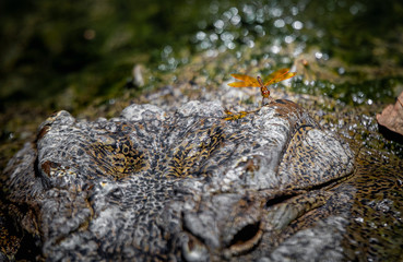 Amber dragonfly perched on a large alligator head