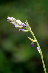 Single upright scape of Plantain lily or Hosta or Giboshi or Heart-leaf lilies foliage plant full of small flower buds starting to open planted in local urban garden on warm sunny spring day