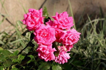 Small bunch of densely planted fully open blooming pink roses growing in local garden surrounded with leaves and other plants on warm sunny spring day