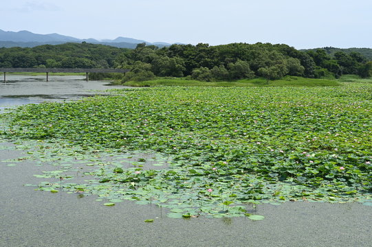 lake at aomori in mif summer