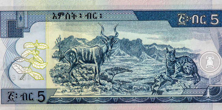 Kudu; Caracal; Semien Mountains. portrait from Ethiopia 5 Birr 2003 Banknotes. Ethiopian money. Closeup Collection.. - Powered by Adobe