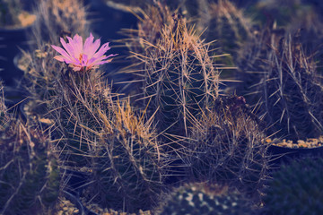 pink flower cantus with cinematic filter