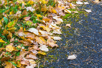 Birch yellow leaves fallen from tree lie on asphalt road on an autumn day.