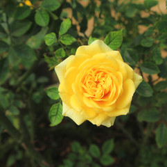 Close up Yellow rose in the garden