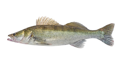Fish Zander or Pike Perch Fish, isolated on a white background. Close-up. Predatory freshwater fish