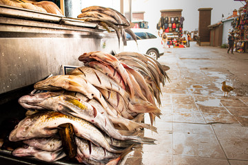 Fish Market