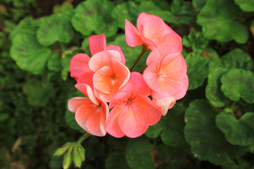 Pink geranium in the garden