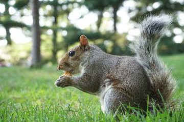 Obraz premium squirrel eating on grass central park