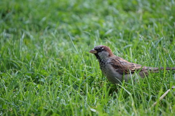 Fototapeta premium bird on the grass central park