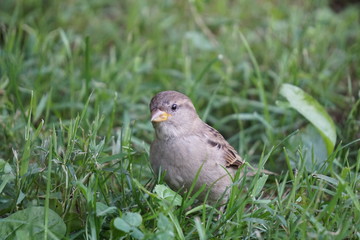 sparrow on the grass central park