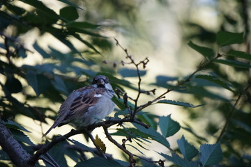 bird on a branch central park