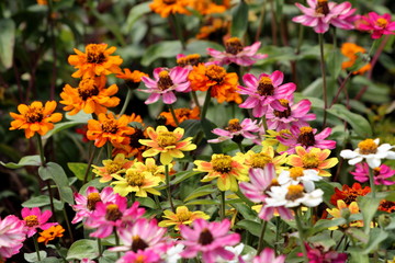 Zinnia flowers with fully open blooming petals in various colors from bright yellow to orange and pink densely planted in local urban garden on warm sunny spring day