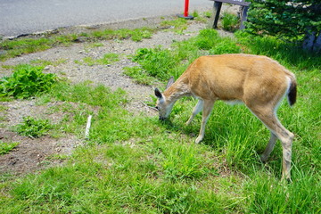 Beautiful deer in mountains in Olympic National Park in summer in  Washington, near Seattle