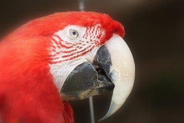 red macaw parrot