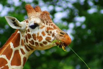 giraffe in the zoo