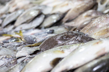 Various type of seafood fish sell in fresh seafood market