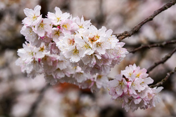 御室川の明正寺桜