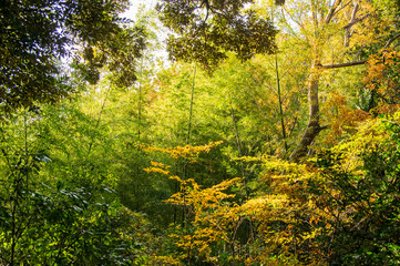 Obraz premium 迷宮の森