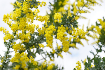 黄色いミモザの花