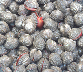 Fresh blood cockles 