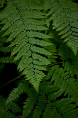 Fern Texture
