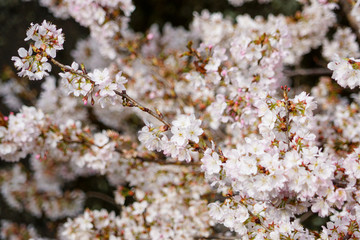 御室川の明正寺桜
