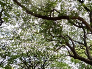 Branches and leaves from the bottom