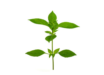 Fresh sweet basil is a separate flavoring of herbs and herbs on a white background.