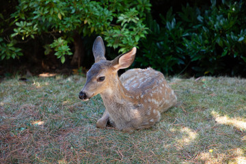 Close up of deer resting in the shade