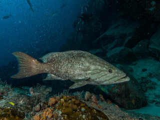 1 animals-Mycteroperca acutirostris- los roques venezuela