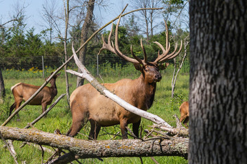 Naklejka na ściany i meble Elk - wapiti in a conservation and wildlife area