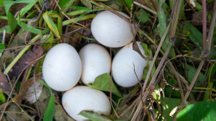 Many wild chicken eggs in the nest