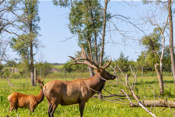 Naklejka na ściany i meble Elk - wapiti in a conservation and wildlife area