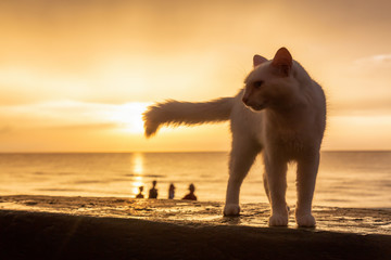 Cute Big White Cat is sitting by the Beach on the Caribbean Sea during a dramatic cloudy sunset. Taken in Varadero, Cuba.